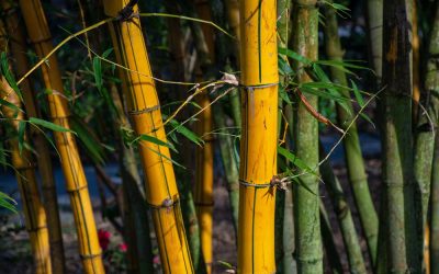 How Bamboo Can Create a More Private and Relaxing Outdoor Space