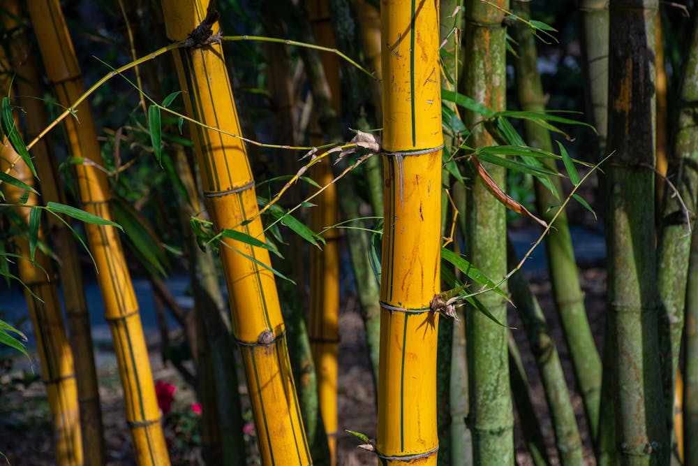 Bamboo Plants